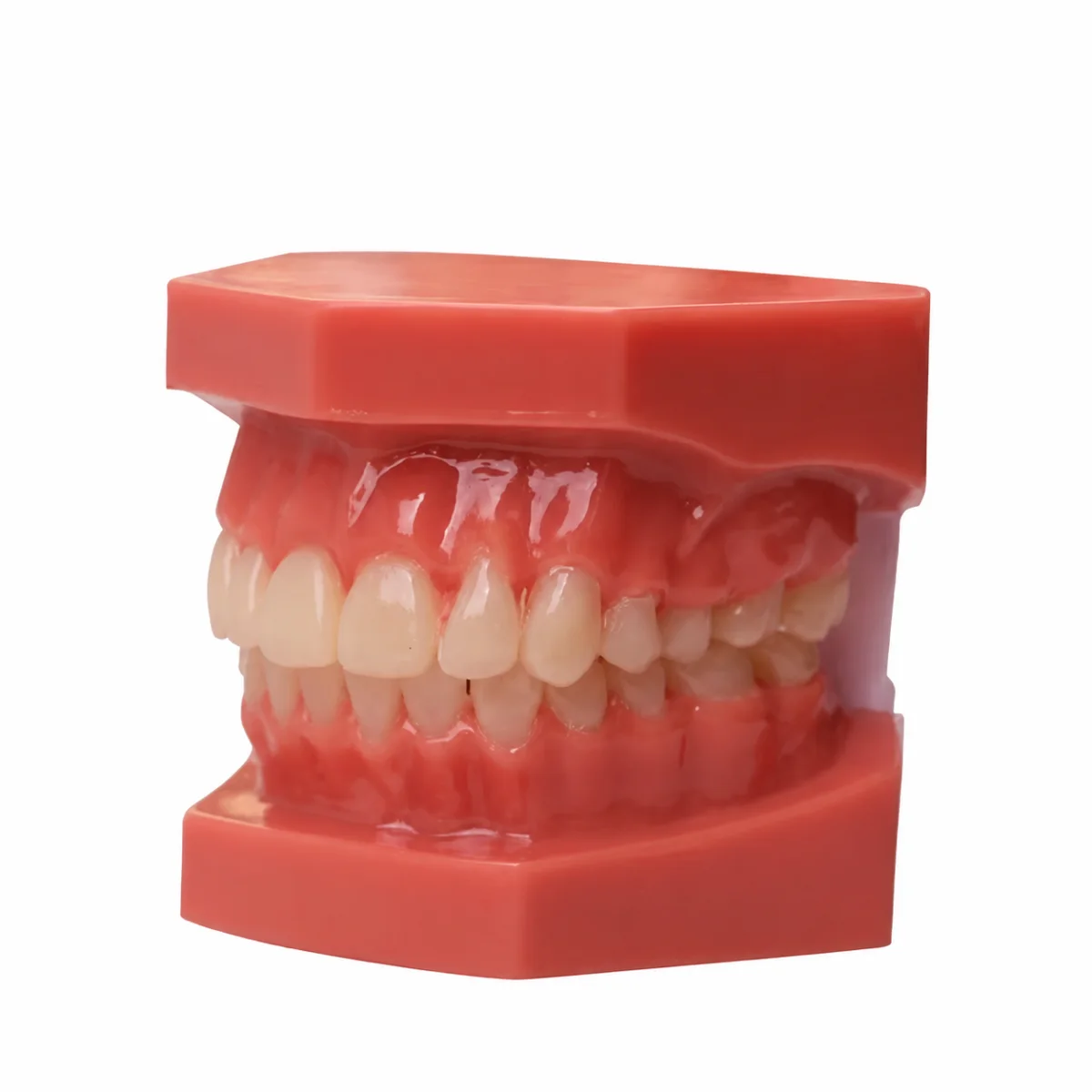 Dental Model - Wholesale Dental Supply by Uvcare